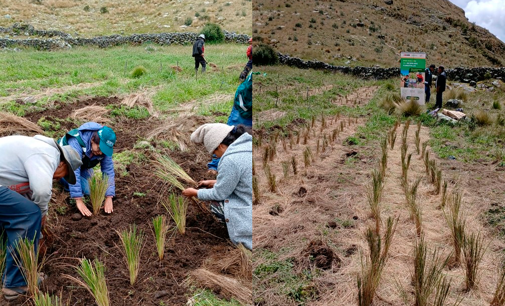 SERFOR PROMUEVE PRÁCTICAS SOSTENIBLES EN APURÍMAC PARA PREVENIR INCENDIOS FORESTALES Y FORTALECER ECONOMÍAS LOCALES